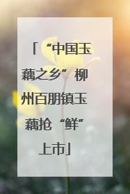 “中国玉藕之乡”柳州百朋镇玉藕抢“鲜”上市