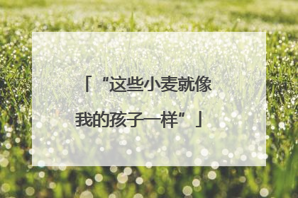 “这些小麦就像我的孩子一样”