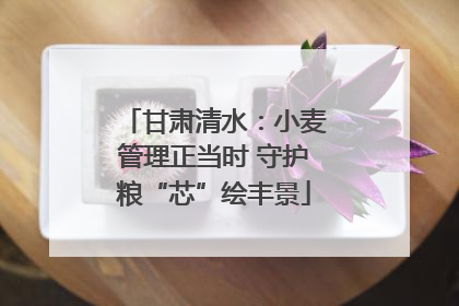 甘肃清水：小麦管理正当时 守护粮“芯”绘丰景