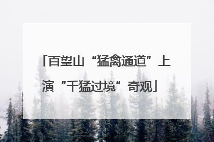 百望山“猛禽通道”上演“千猛过境”奇观