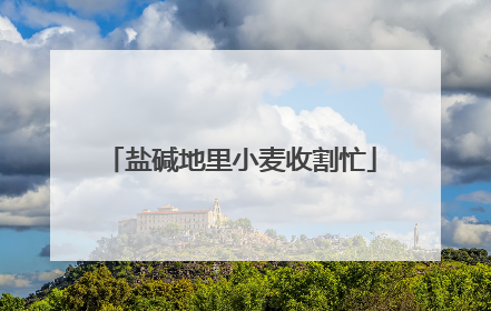 盐碱地里小麦收割忙