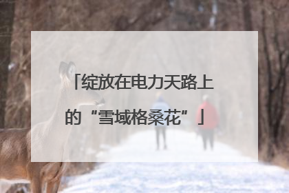绽放在电力天路上的“雪域格桑花”