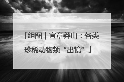 组图｜宜章莽山：各类珍稀动物频“出镜”