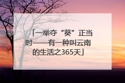 一举夺“葵”正当时——有一种叫云南的生活之365天