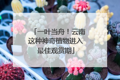 一叶当舟！云南这种神奇植物进入最佳观赏期