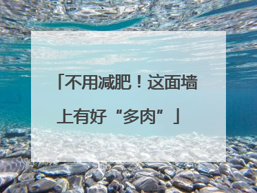 不用减肥！这面墙上有好“多肉”