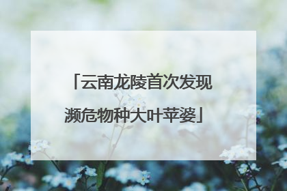 云南龙陵首次发现濒危物种大叶苹婆