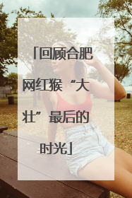 回顾合肥网红猴“大壮”最后的时光