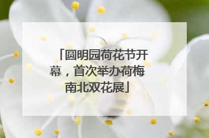 圆明园荷花节开幕，首次举办荷梅南北双花展