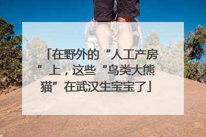 在野外的“人工产房”上，这些“鸟类大熊猫”在武汉生宝宝了