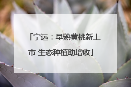 宁远：早熟黄桃新上市 生态种植助增收