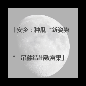 安乡：种瓜“新姿势” 吊藤结出致富果