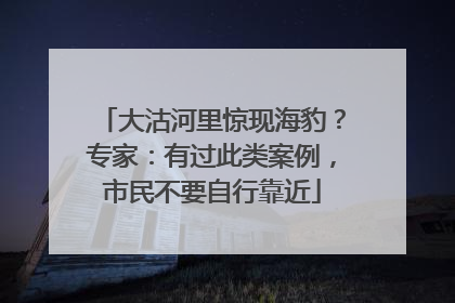 大沽河里惊现海豹？专家：有过此类案例，市民不要自行靠近