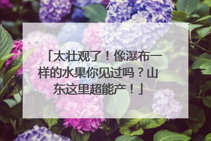 太壮观了！像瀑布一样的水果你见过吗？山东这里超能产！