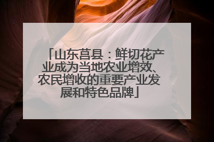 山东莒县：鲜切花产业成为当地农业增效、农民增收的重要产业发展和特色品牌