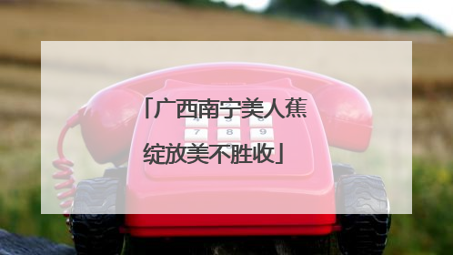 广西南宁美人蕉绽放美不胜收