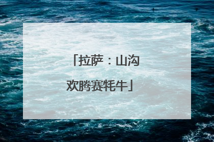 拉萨：山沟欢腾赛牦牛