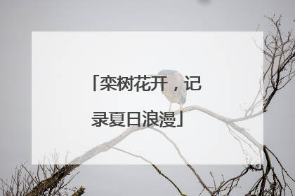 栾树花开，记录夏日浪漫
