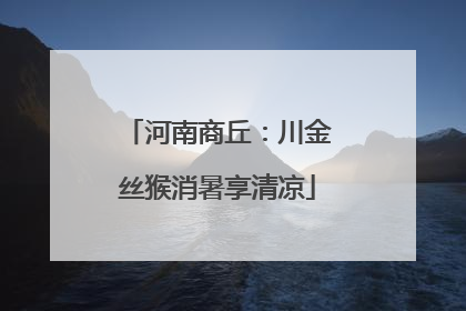 河南商丘：川金丝猴消暑享清凉