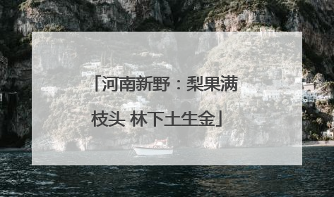 河南新野：梨果满枝头 林下土生金