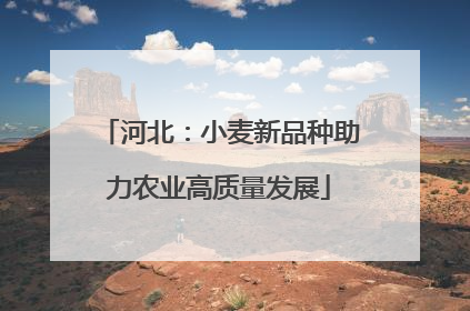 河北：小麦新品种助力农业高质量发展