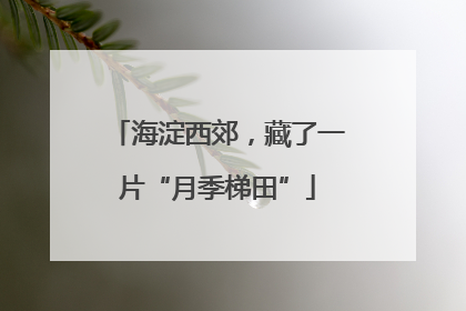 海淀西郊，藏了一片“月季梯田”