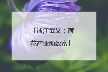 浙江武义：荷花产业助致富