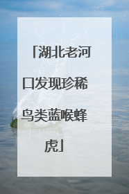 湖北老河口发现珍稀鸟类蓝喉蜂虎