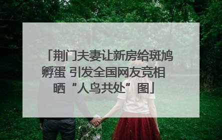 荆门夫妻让新房给斑鸠孵蛋 引发全国网友竞相晒“人鸟共处”图