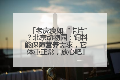 老虎瘦如“卡片”？北京动物园：饲料能保障营养需求，它体重正常，放心吧