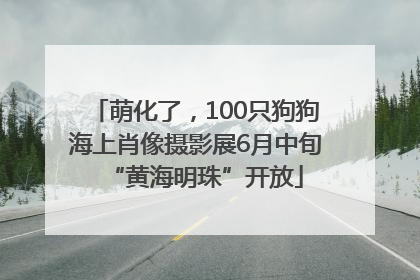 萌化了，100只狗狗海上肖像摄影展6月中旬“黄海明珠”开放