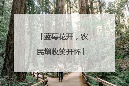 蓝莓花开，农民增收笑开怀