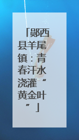 郧西县羊尾镇：青春汗水浇灌“黄金叶”
