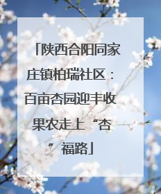 陕西合阳同家庄镇柏瑞社区：百亩杏园迎丰收 果农走上“杏”福路