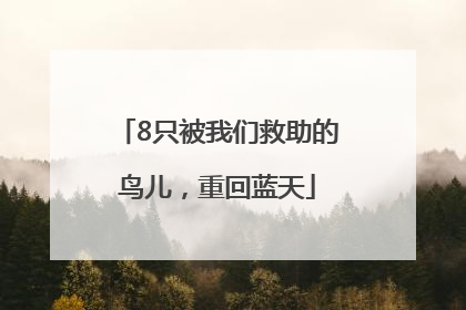 8只被我们救助的鸟儿，重回蓝天